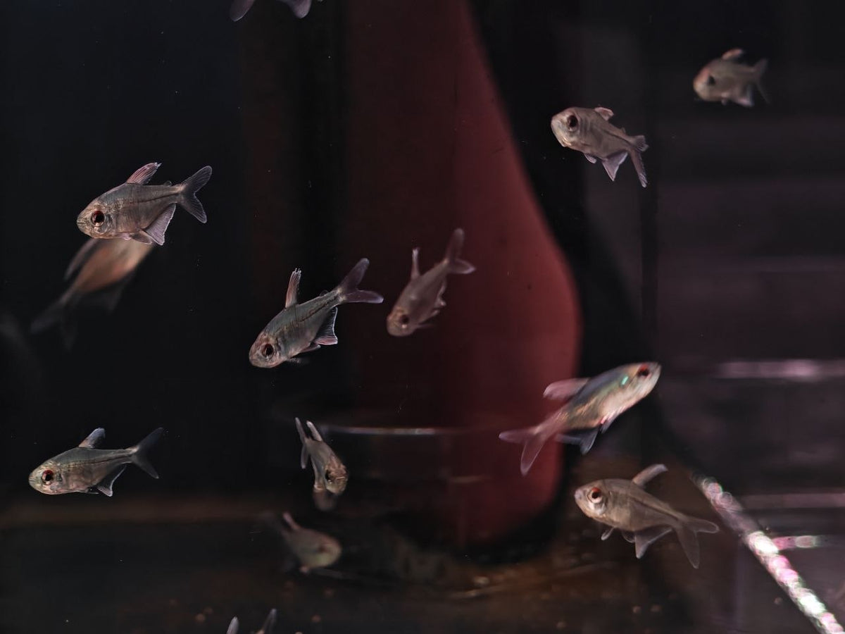 Moenkhausia Pittieri [Diamond Tetra]