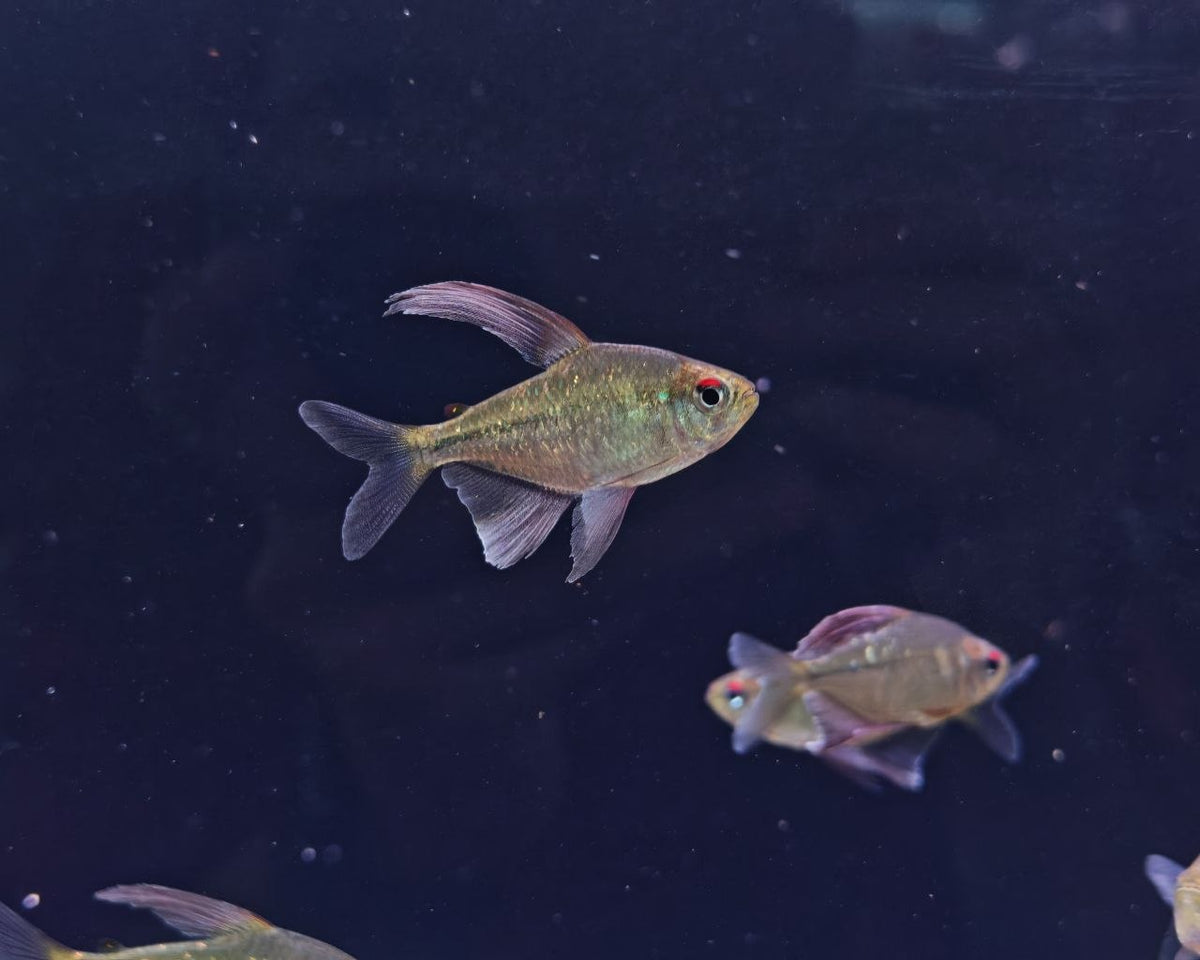 Moenkhausia Pittieri [Diamond Tetra]