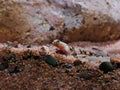 Schismatogobius Risdawatiae [Dragon Micro Goby]