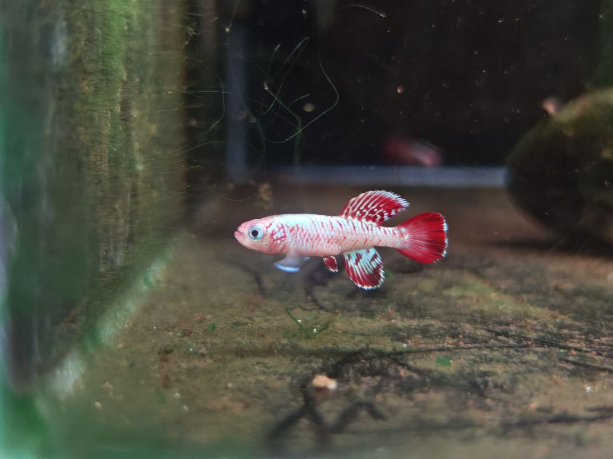 Nothobranchius Eggersi [Eggersi Killifish]