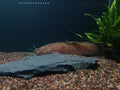 Electric Catfish
