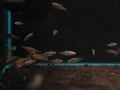 Microrasbora Erythromicron [Emerald Dwarf Rasbora]