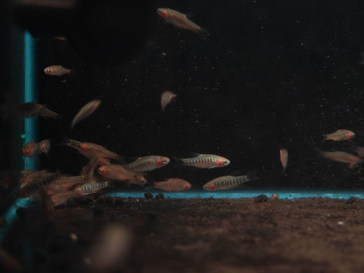Microrasbora Erythromicron [Emerald Dwarf Rasbora]
