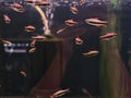 Emperor Tetra