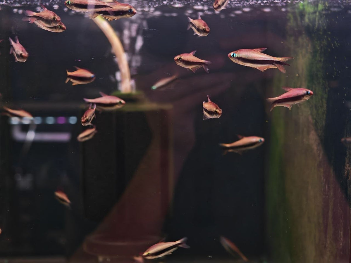 Emperor Tetra