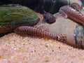 Eromyzon Compactus