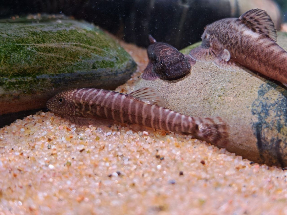 Eromyzon Compactus