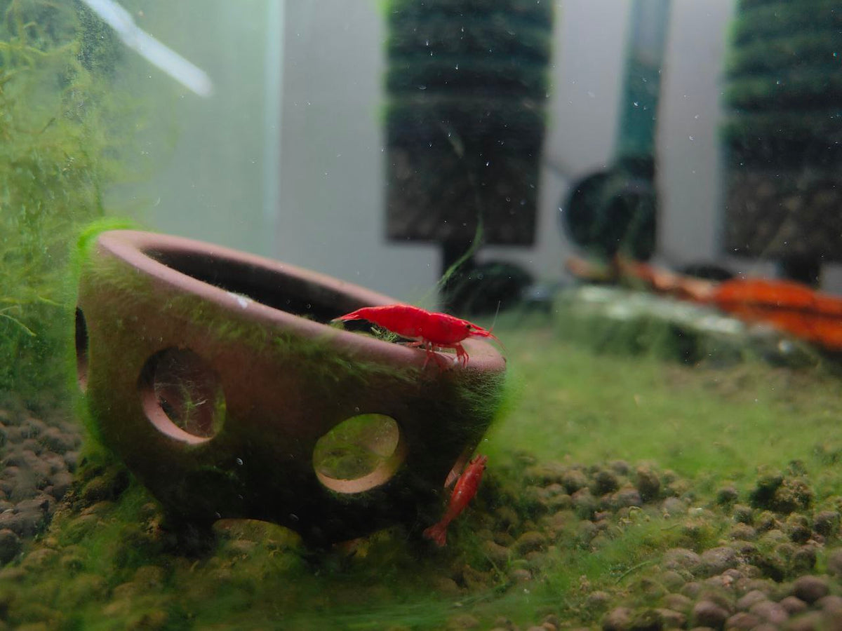 Fire Red Shrimp