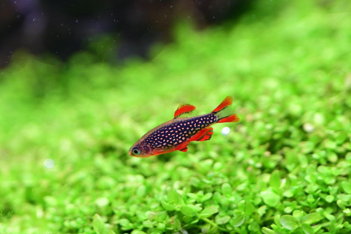 Galaxy Rasbora