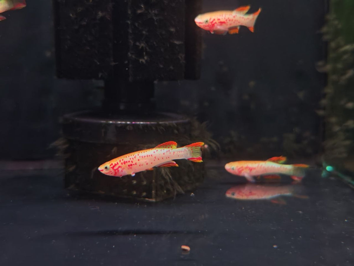 Aphyosemion Gardneri 'Gold' [Gardneri Gold Killifish]