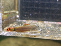 Gastromyzon Venustus