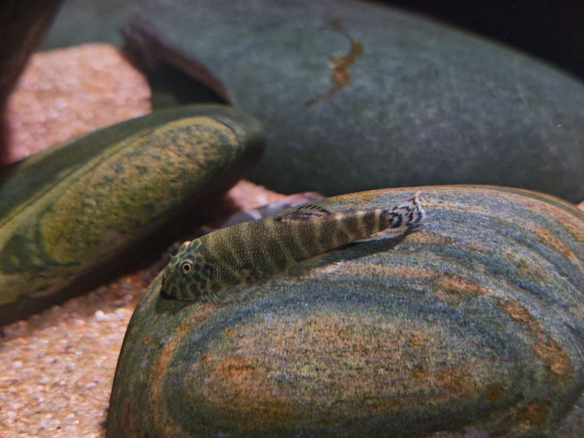 Gastromyzon Lepidogaster