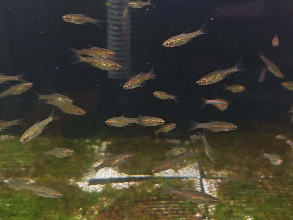Horadandia Atukorali [Glowlight Carplet]