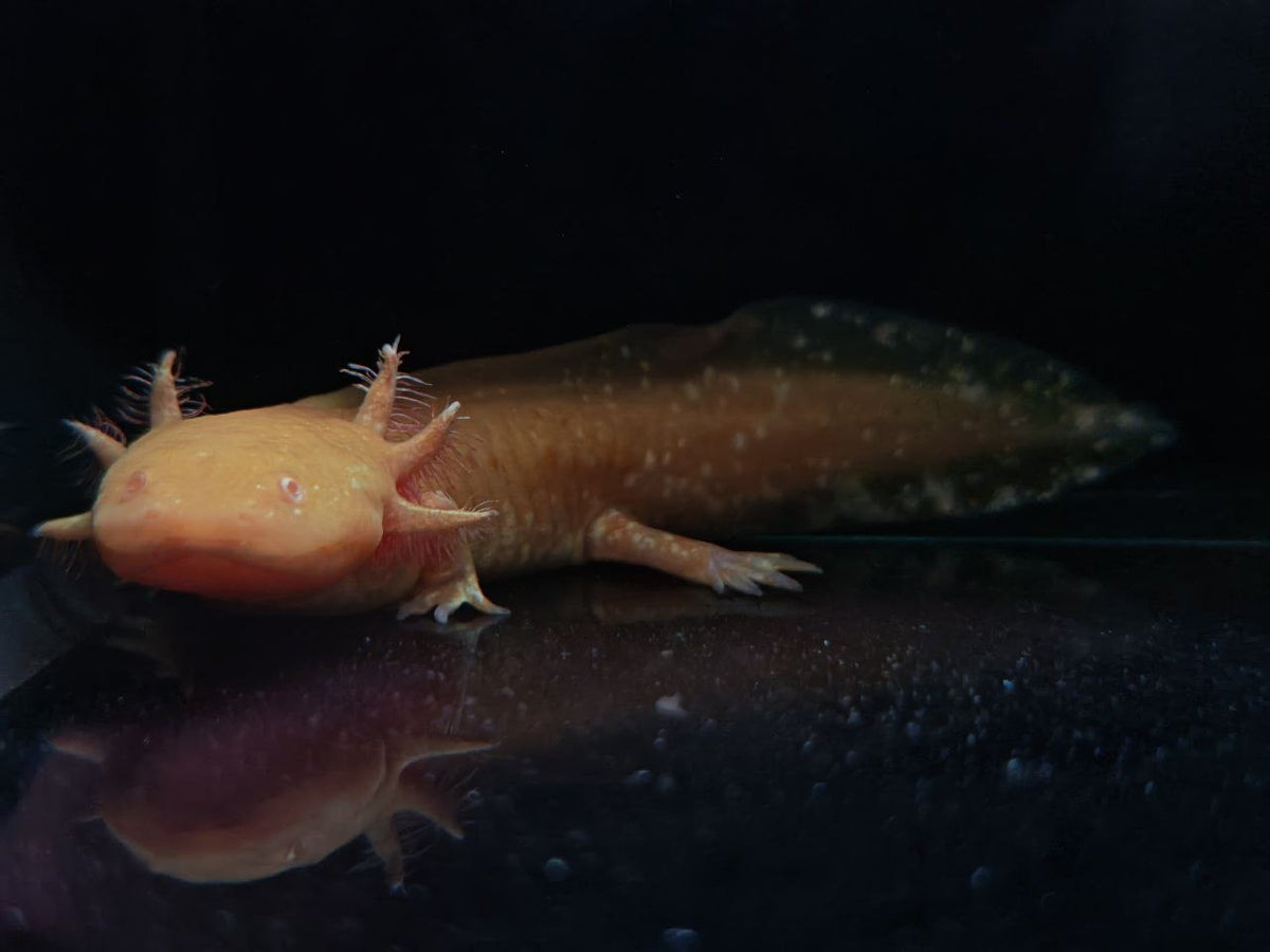 Axolotl