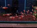 Golden Red Rio Tetra