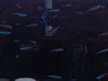 Green Neon Tetra