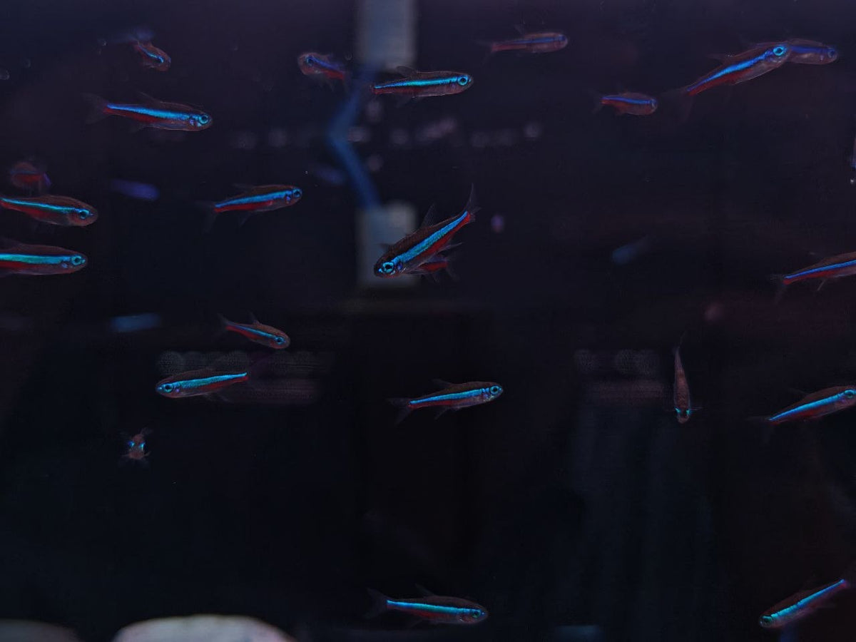 Green Neon Tetra