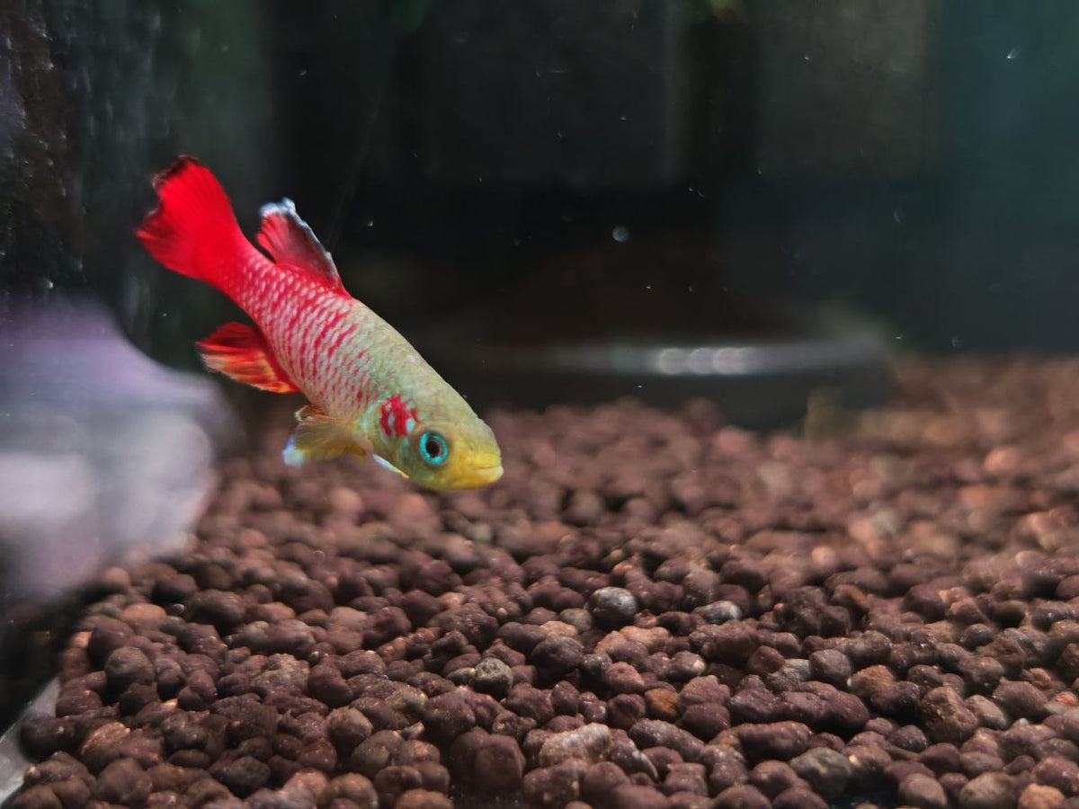 Nothobranchius Guentheri [Guentheri Killifish]