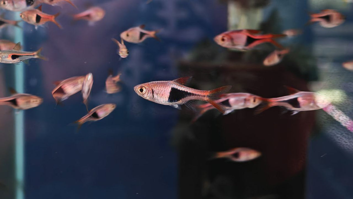 Harlequin Rasbora