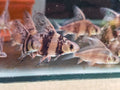 Chinese Hi-Fin Loach