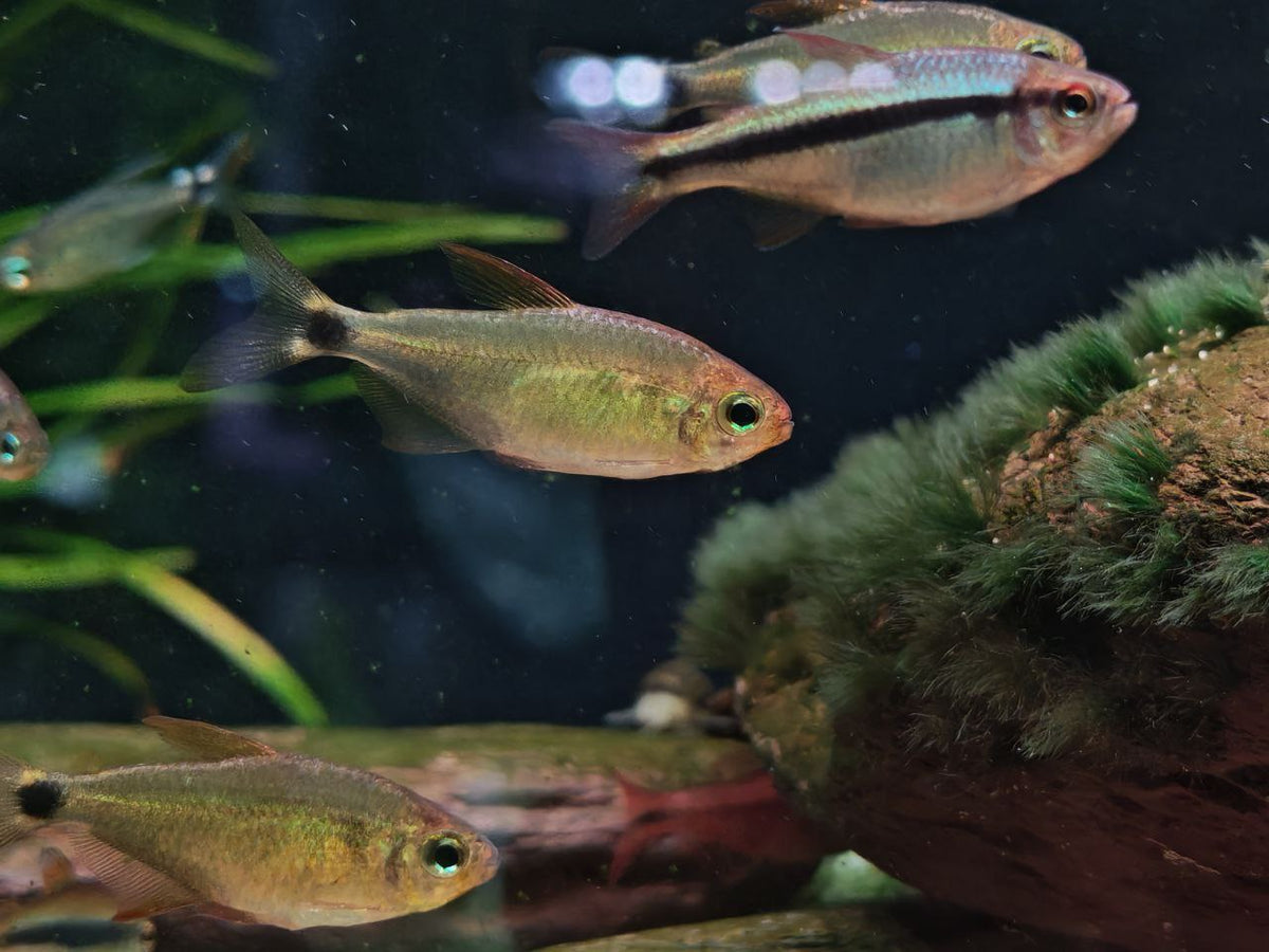 Hyphessobrycon Procyon [Raccoon Tetra]