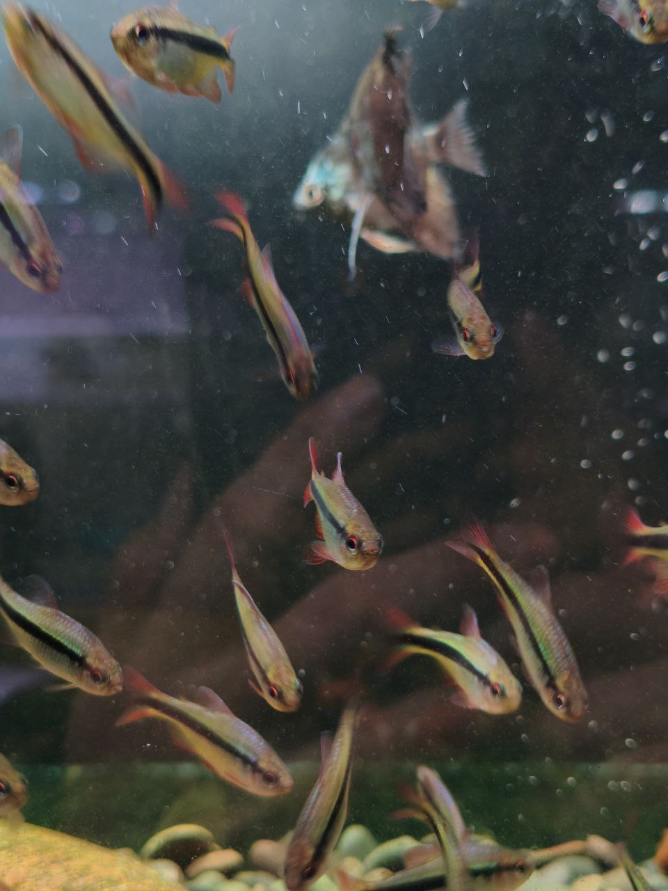 Hyphessobrycon Melanotichos [Imperial Lapis Tetra]