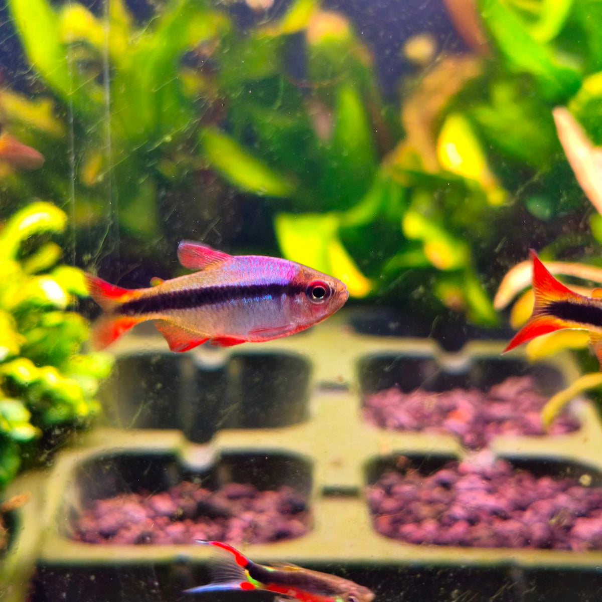 Hyphessobrycon Melanotichos [Imperial Lapis Tetra]