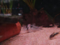 C001 Incolicana Corydoras