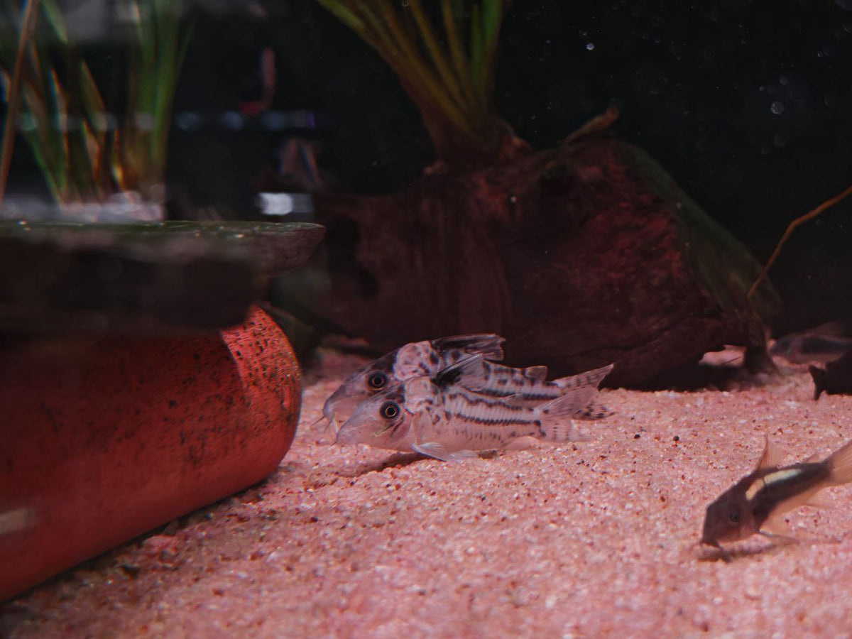 C001 Incolicana Corydoras