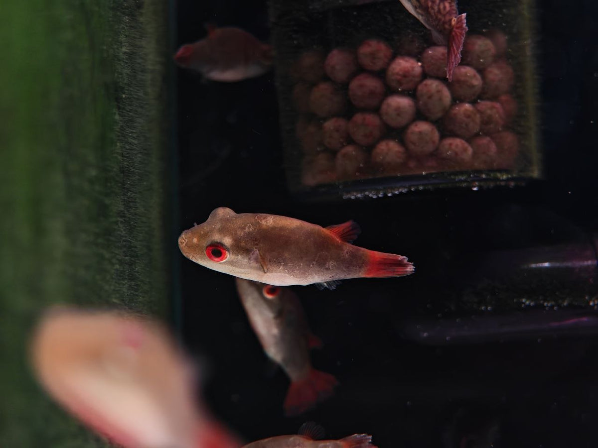 Carinotetraodon Irrubesco [Red Eye Puffer]
