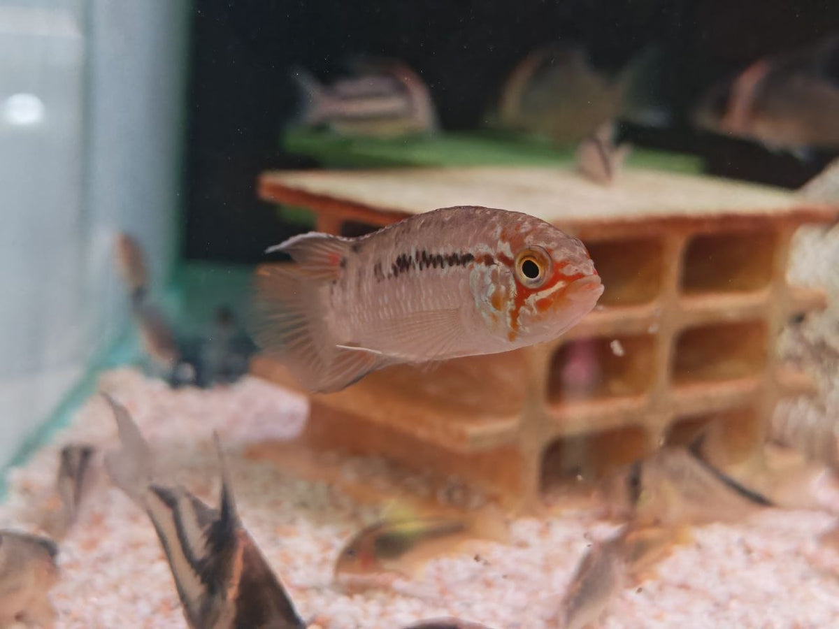 Ivanacara Adoketa