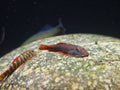Gastromyzon Katibasensis