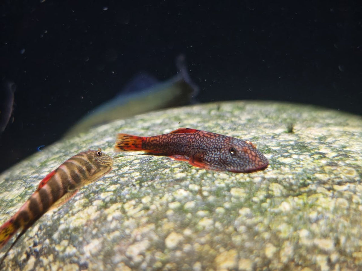Gastromyzon Katibasensis