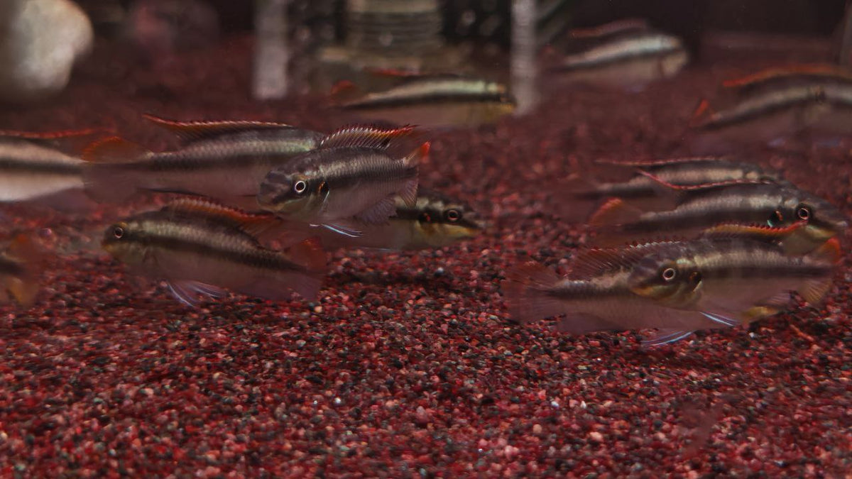 Pelvicachromis Pulcher [Kribensis Cichlid]