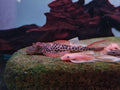 Aphanotorulus Emarginatus [L011 Red-Fin Thresher Pleco]