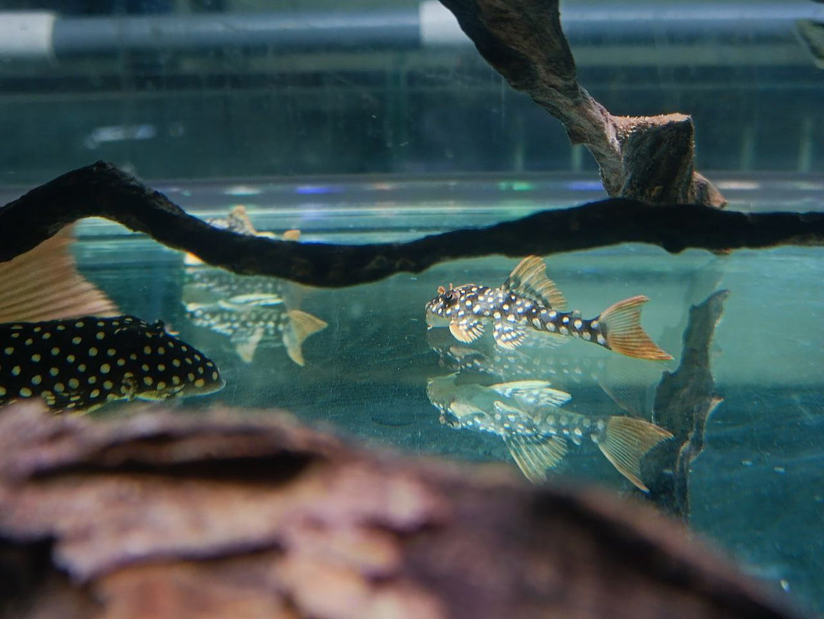 Scobinancistrus Aureatus [L014 Sunshine Pleco]