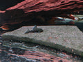Hemiancistrus sp. L128  [Blue Phantom Pleco]