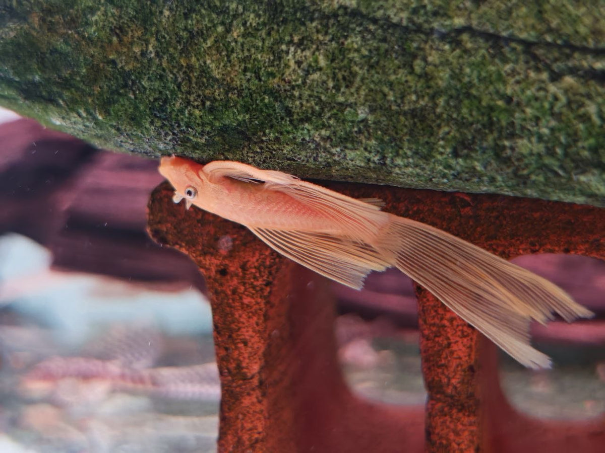 Ancistrus sp. [L144 Blue Eye Long Fin Ancistrus]