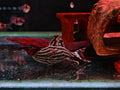 Panaque Nigrolineatus [L190 Royal Pleco]
