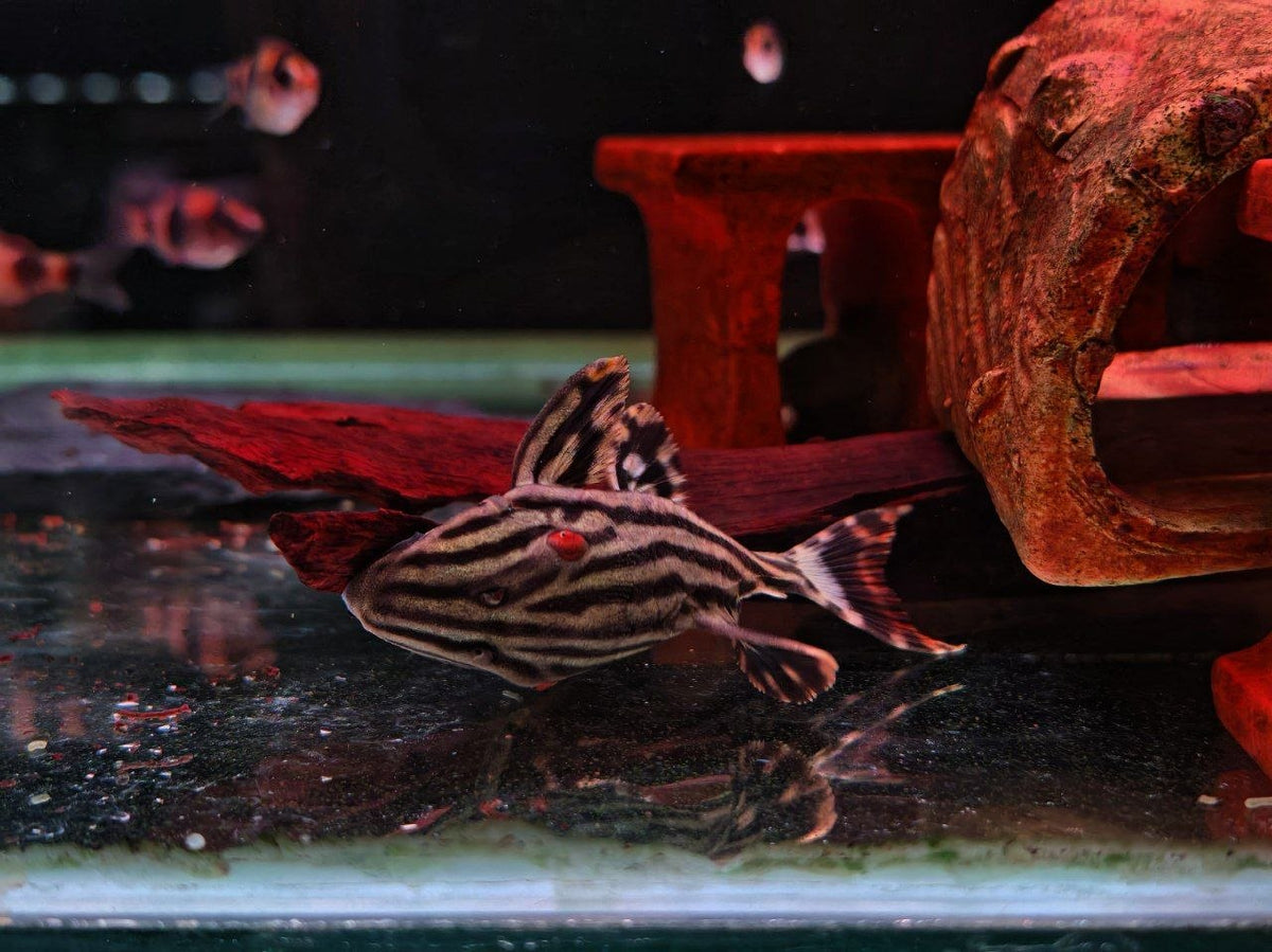 Panaque Nigrolineatus [L190 Royal Pleco]