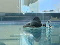 Panaque sp. [L191 Broken Line Royal Pleco / Dull-Eyed Royal Pleco][5-7cm]