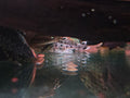Leporacanthicus Joselimai [L264 Sultan Pleco]