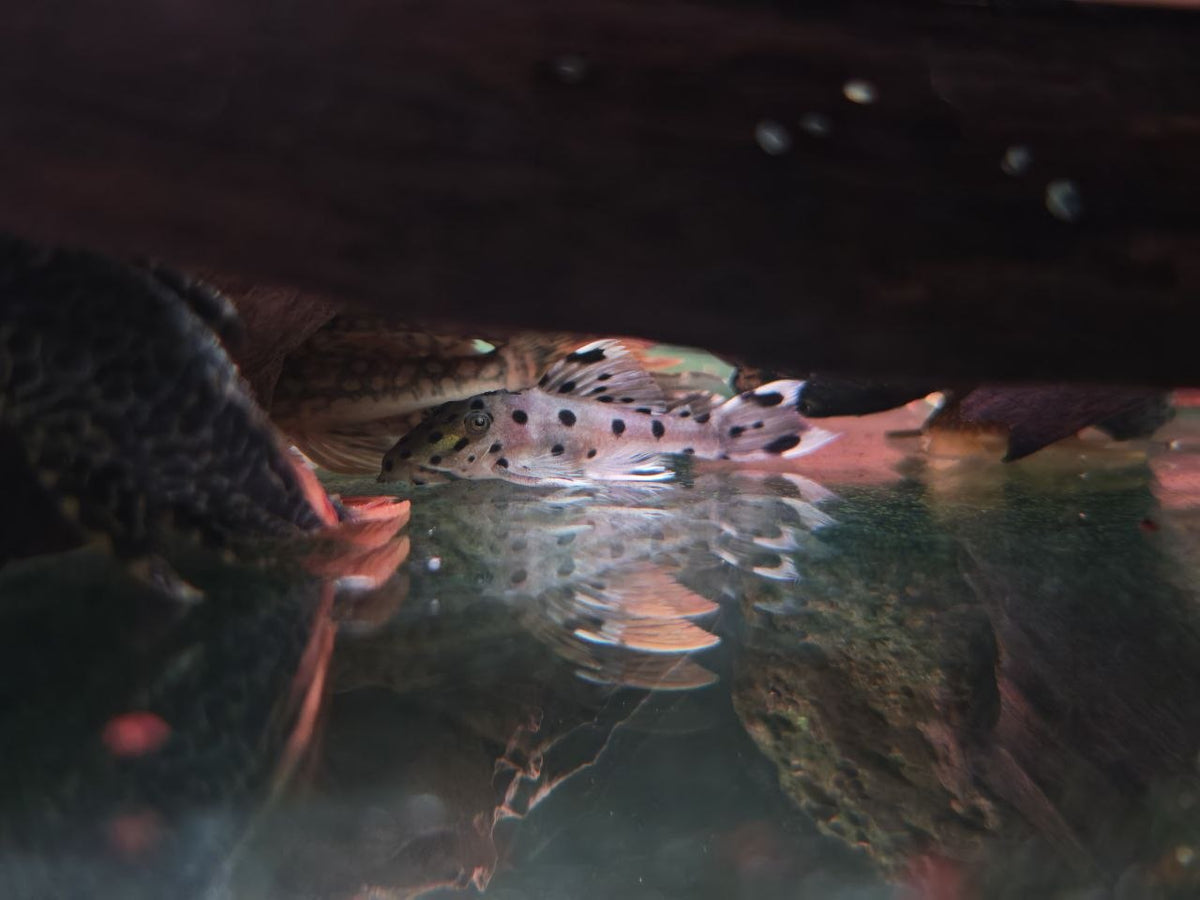 Leporacanthicus Joselimai [L264 Sultan Pleco]