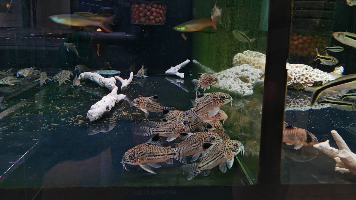 Leopard Cory