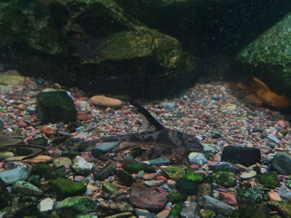 Lamontichthys Llhanero [Llanero Whiptail Catfish]