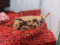 MBU Puffer
