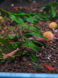 Malaya Shrimp