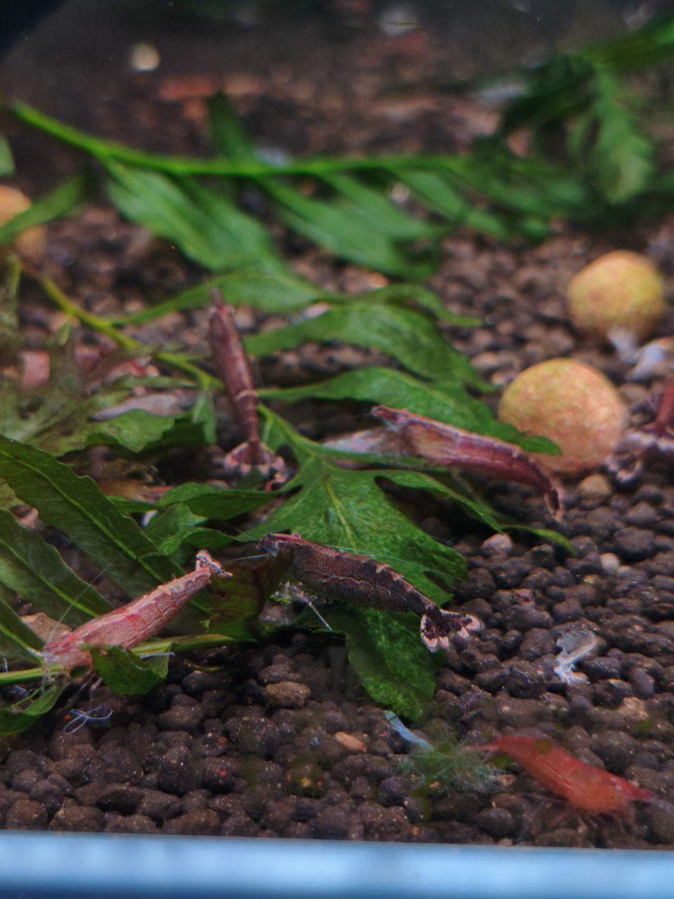 Malaya Shrimp