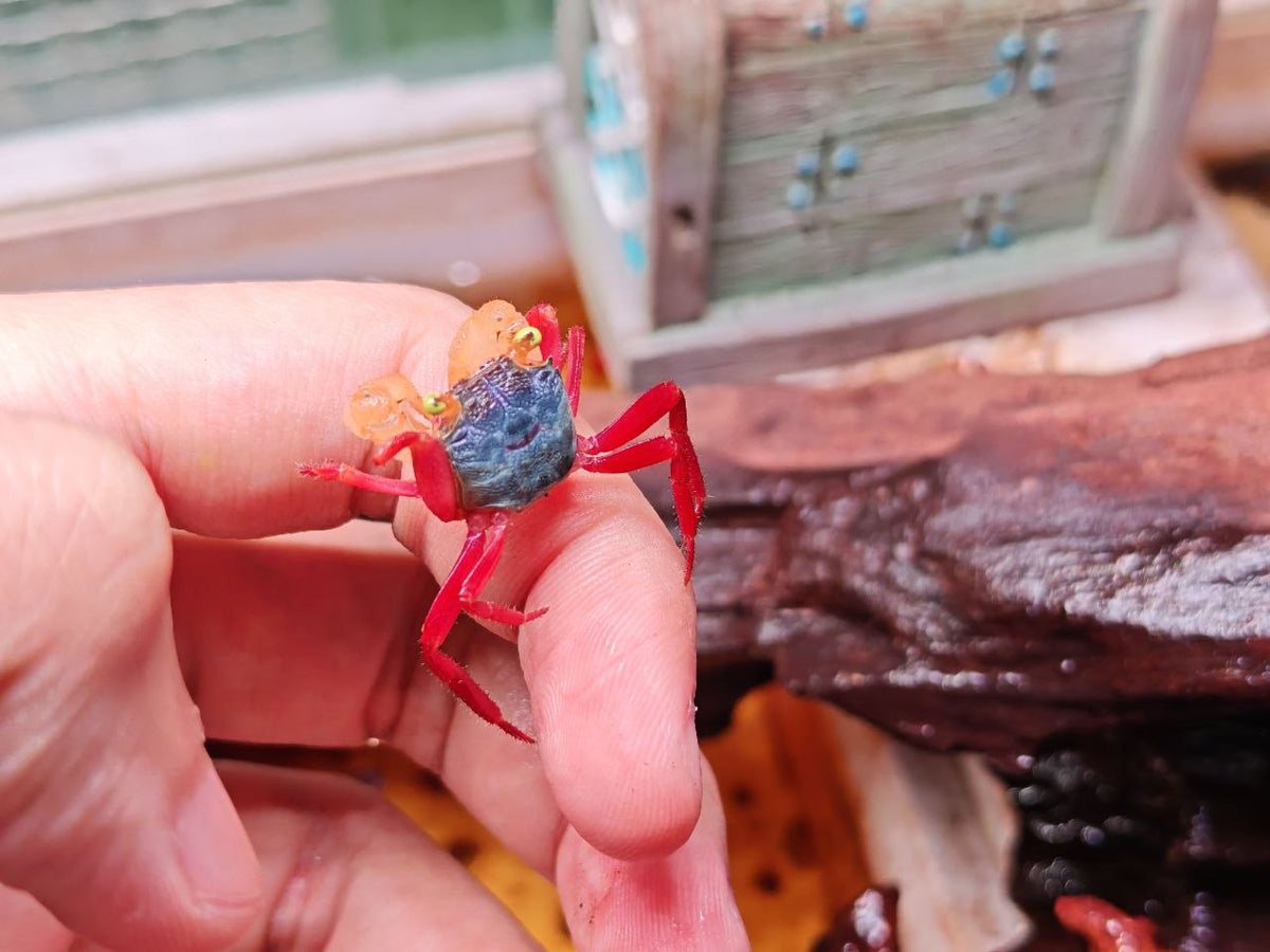 Mandarin White Claw Crab
