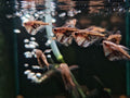Marble Hatchet Fish